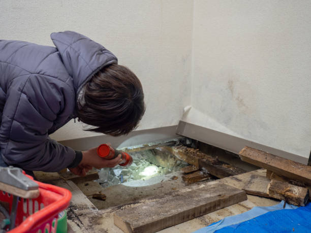 Best Mold Odor Removal Services  in Moweaqua, IL