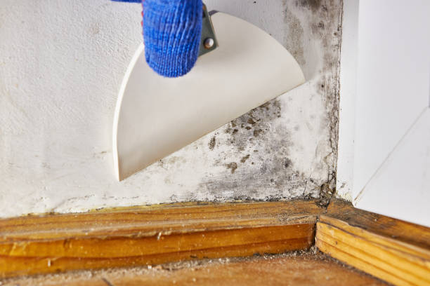 Best Air Quality Testing for Mold Spores  in Moweaqua, IL